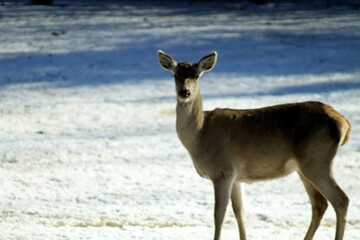 European red deer (Cervus elaphus) in a forest clearing on a sunny winter day. Females, young male and small fawns.