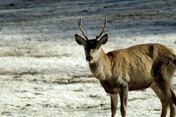 European red deer (Cervus elaphus) in a forest clearing on a sunny winter day. Females, young male and small fawns.
