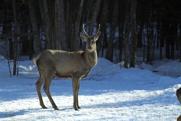 Obraz premium European red deer (Cervus elaphus) in a forest clearing on a sunny winter day. Females, young male and small fawns.