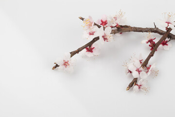 flowers, seasons, spring, 