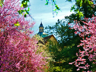 Weingarten, Deutschland: Kirschblüte vor der Basilika