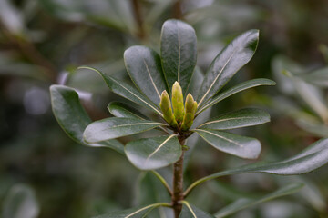 Green shrub pittosporum tobira leaves useful as a background or texture. Young large leaves of dark green color.