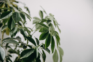 Closeup of arboricola home plant on white wall background.