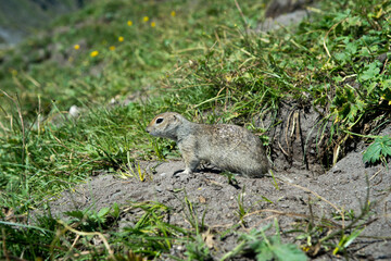 Naklejka na ściany i meble The little gopher ran out of his hole