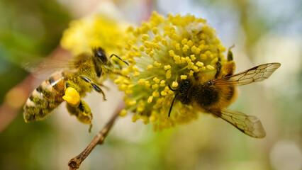 Honey bee collecting pollen from flowers blooming in spring. Honey bee collects pollen. Honey bee covered with dust pollen. On the focus bee, in different regions.