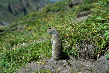 Portrait of a small ground squirrel standing on its hind legs.