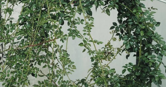 Treatment of the decorative, garden rose bush against parasites. Protection of foliage and flowers from insects. Insecticide spraying