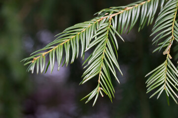 Cephalotaxus fortunei the Chinese plum-yew natural green background of evergreen coniferous tree
