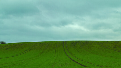 Fototapeta premium Green grass on the hilly field and dark cloudy sky. 