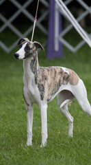 Whippet standing in show room