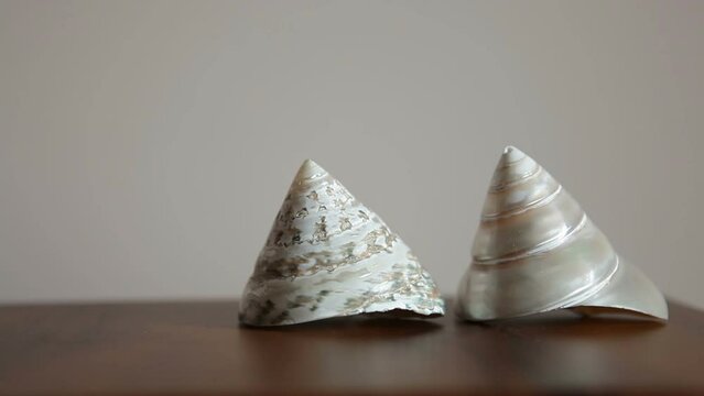 Sea shells mother-of-pearl cone lie on a shelf.