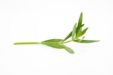 Obraz premium small leaves, green vegetable leaf isolate on white background