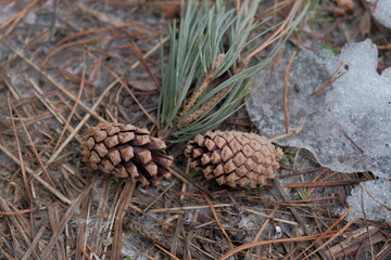 pine cone in winter. pine cone lies on the snow. winter concept
