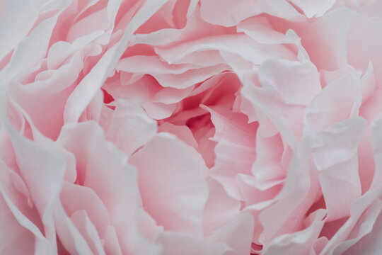 Dettaglio peonia rosa