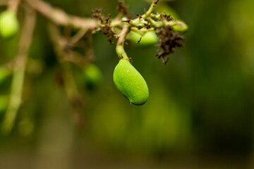 Small and raw mangoes, called as kacchi kairi, are rich source of Vitamin C