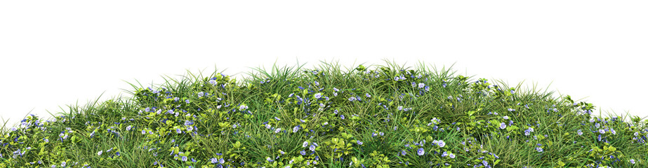 Grassy hill with speedwell flowers, isolated on a white background. 3d image