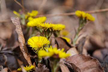 Huflattich (lat.: Tussilago farfara) - Gelbe Blüten im Wald