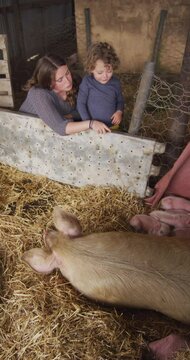 Vertical video of caucasian mother and son looking at pig and piglets in pigsty