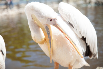wild bird pelican sits one nature fauna