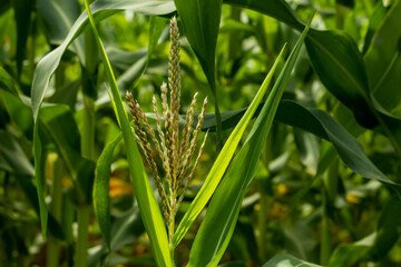 Maize or Zea mays is a monoecious flower's silks of other corn plants