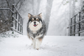 Portrait of a Finnish Lapphund dog outdoors