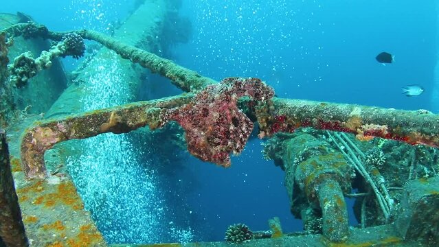 Giant pink frogfish holding on a ship wreck Cedar Pride underwater tropical underwater scenery
