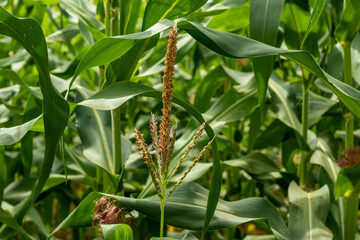 Maize or Corn is a monoecious plant and the female flower