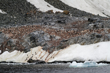 Antarctica - Colony Of Penguins In Natural Habitat