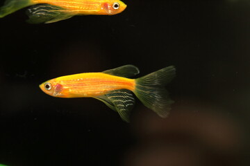 fish in aquarium