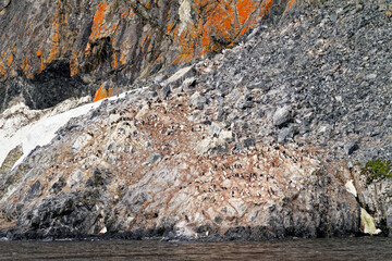 Antarctica - Colony Of Penguins In Natural Habitat