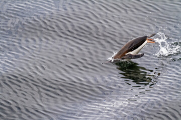 Gentoo Penguins in Antarctica - Antarctic Peninsula