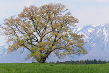 小岩井一本桜