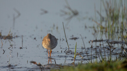 The spotted redshank (Tringa erythropus) in morning light