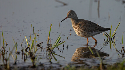 The spotted redshank (Tringa erythropus) in morning light