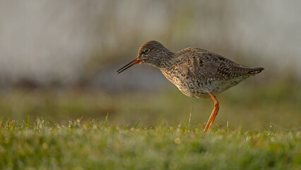 The spotted redshank (Tringa erythropus) in morning light