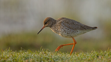 The spotted redshank (Tringa erythropus) in morning light