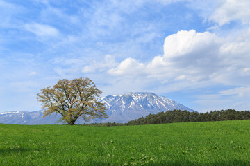 小岩井一本桜