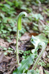 Fern plant in the family phyllitis scolopendrium