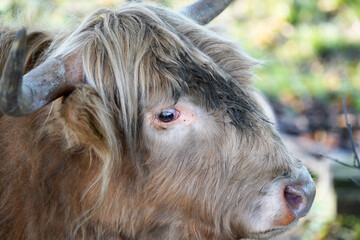 Fototapeta premium close up of a cow