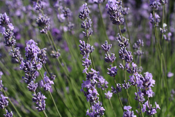 Blooming lavender flowers on the field on a sunny summer day. Closeup