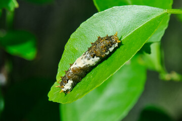 stripe brown-white caterpillar on leaf