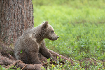 Fototapeta premium Brown bear cub (Ursus arctos) sitting in the boreal forest in Finland