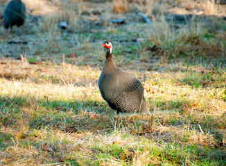 Free Range Guineafowls - Australia