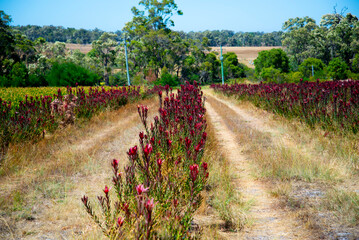 Protea Flowers Farm - Australia