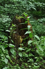 Nature - the material world of the universe, in essence - the main object of study of the natural sciences.