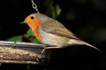 Robin perched on edge of bird feeder