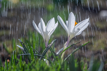 Beautiful flowers of white crocuses on a background of tracks of raindrops