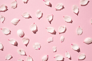 Delicate sakura petals on a pink background. Flat lay, close-up.