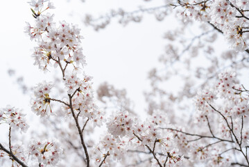 満開の桜とクールな女性