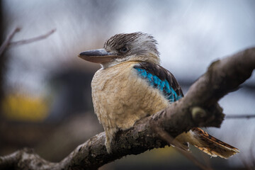 Blue-winged Kingfisher in nature park